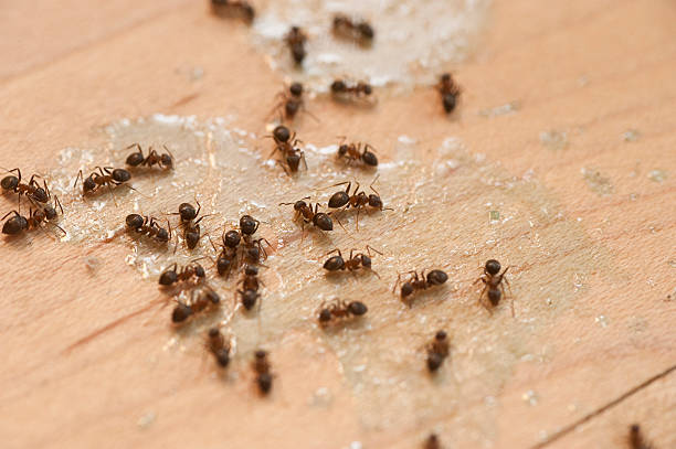 Pest Control for Restaurants in Glendive, MT